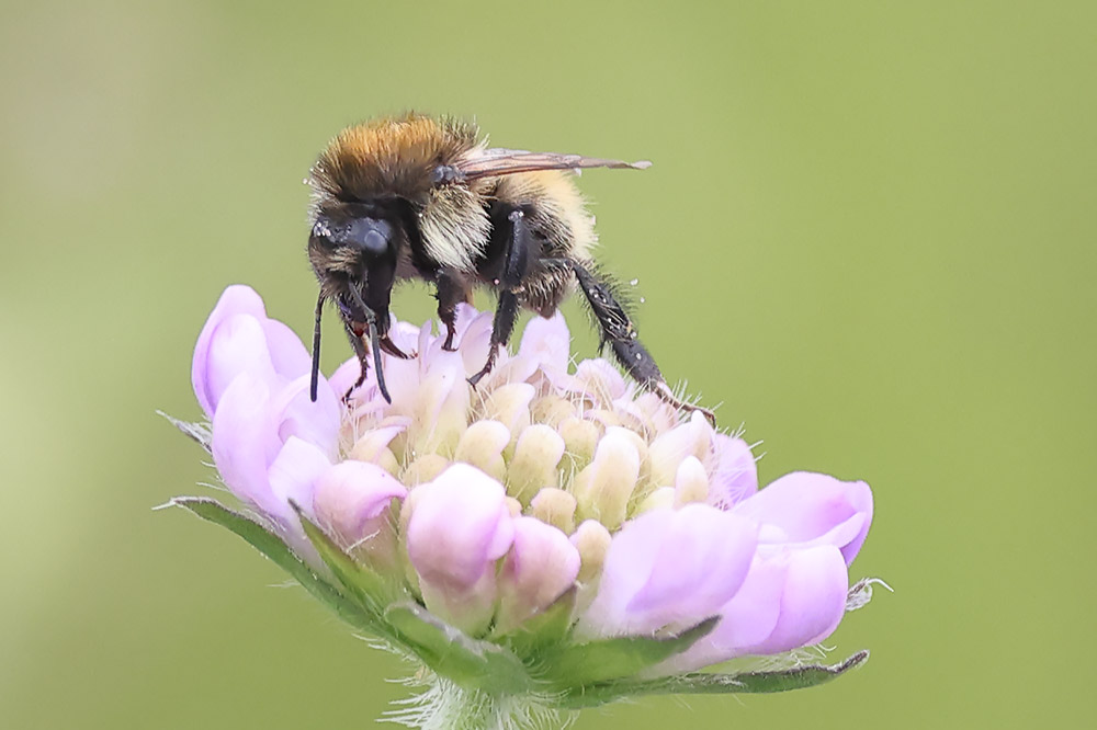 Brown banded carder bee
